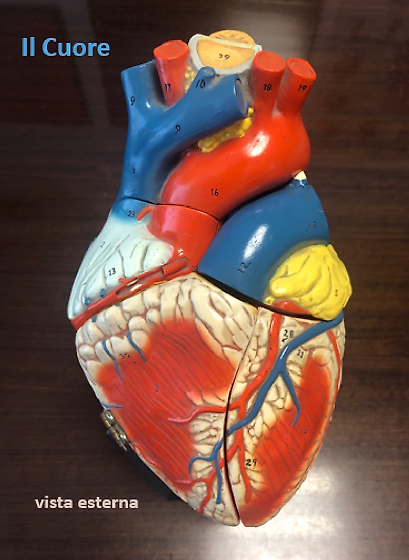 Il modello anatomico del cuore dello studio, veduta esterna