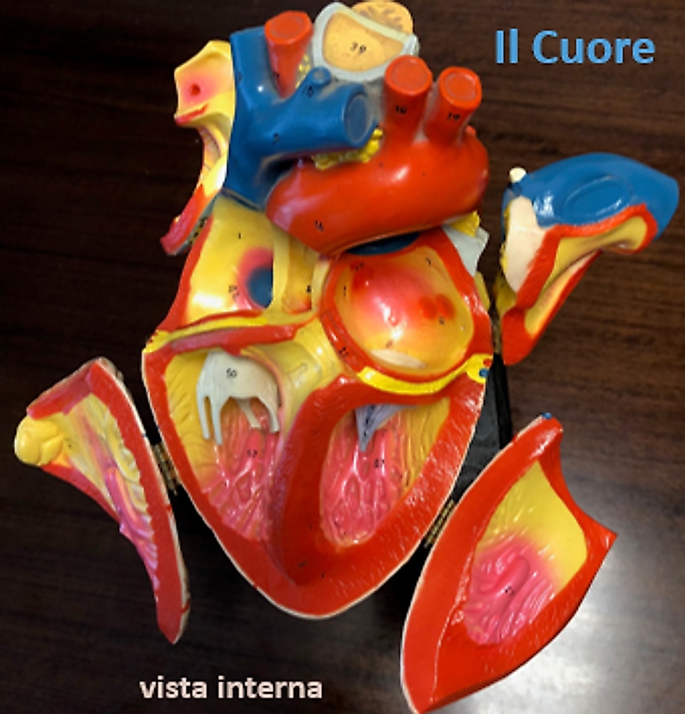 Il modello anatomico del cuore dello studio, veduta interna in sezione